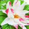 искусственные цветы букет кувшинок цвета белый с розовым 19