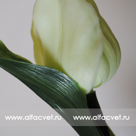 искусственные цветы тюльпан цвета светло-салатовый 38