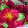 искусственные цветы букет сакуры цвета малиновый 11