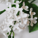 искусственные цветы ветка сирени (пластмассовая) цвета белый 6